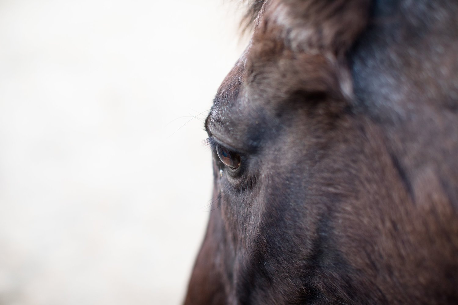 Close up of the eye of a dark colored horse