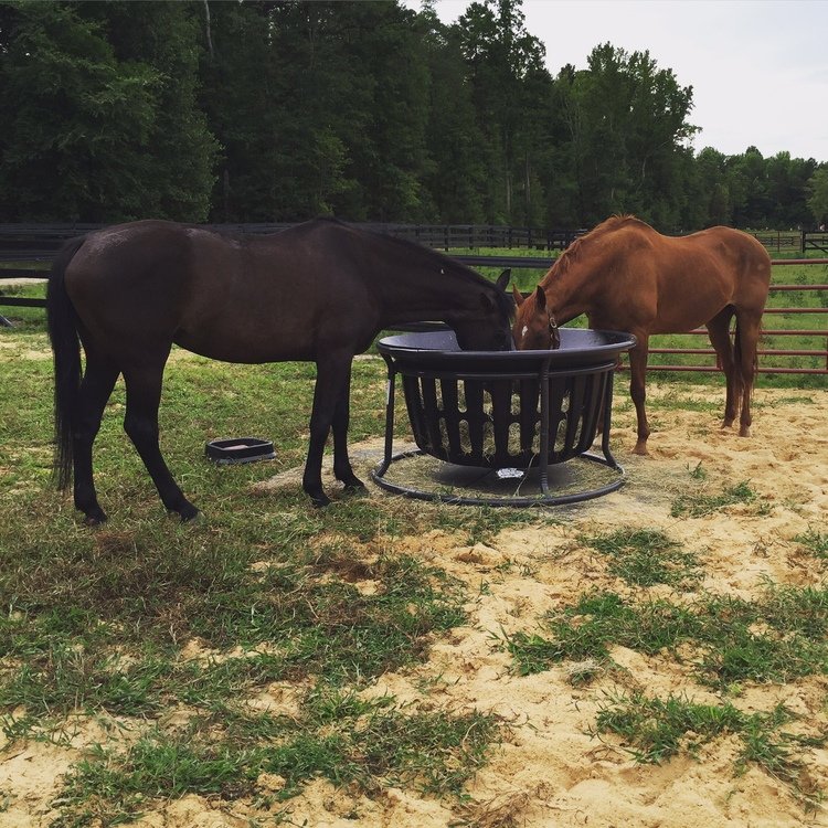 Horses at hay basket