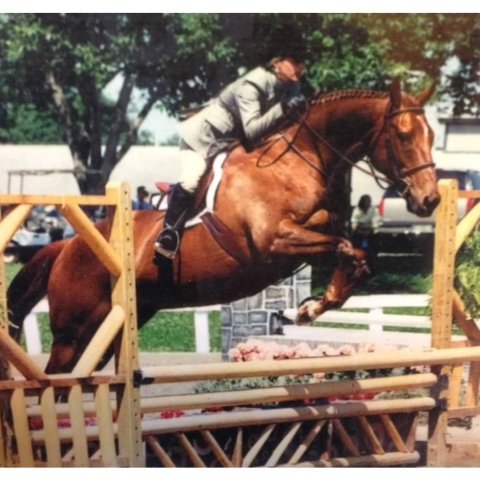 Horse Alex jumping at a competition