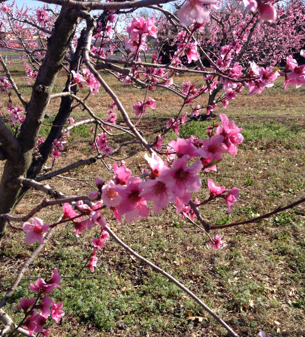 Pink peach blossoms