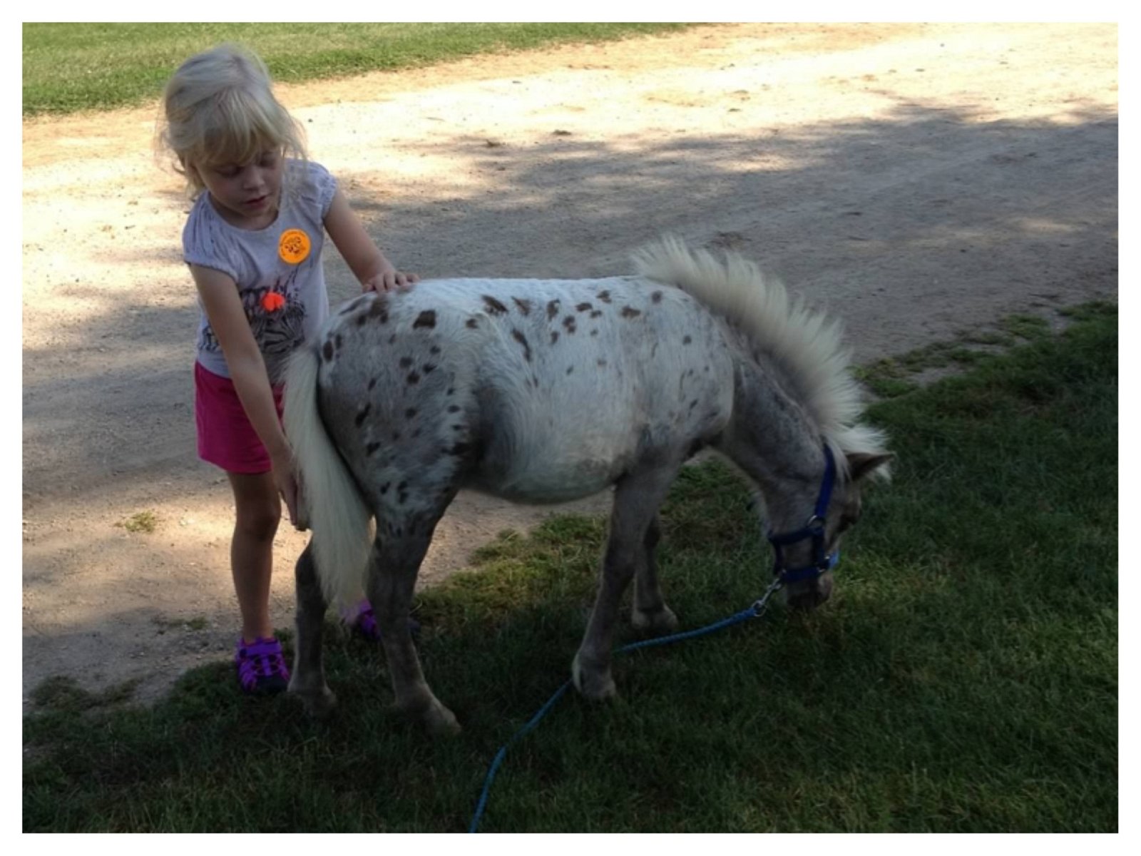 Girl brushing the tail of a small pony