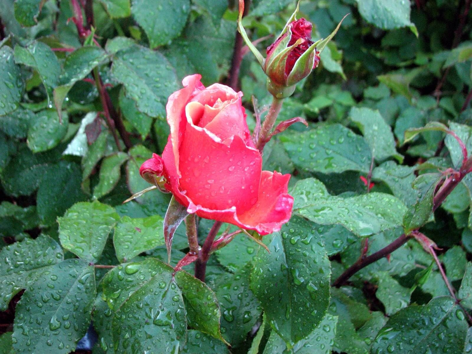 Rose in the rain