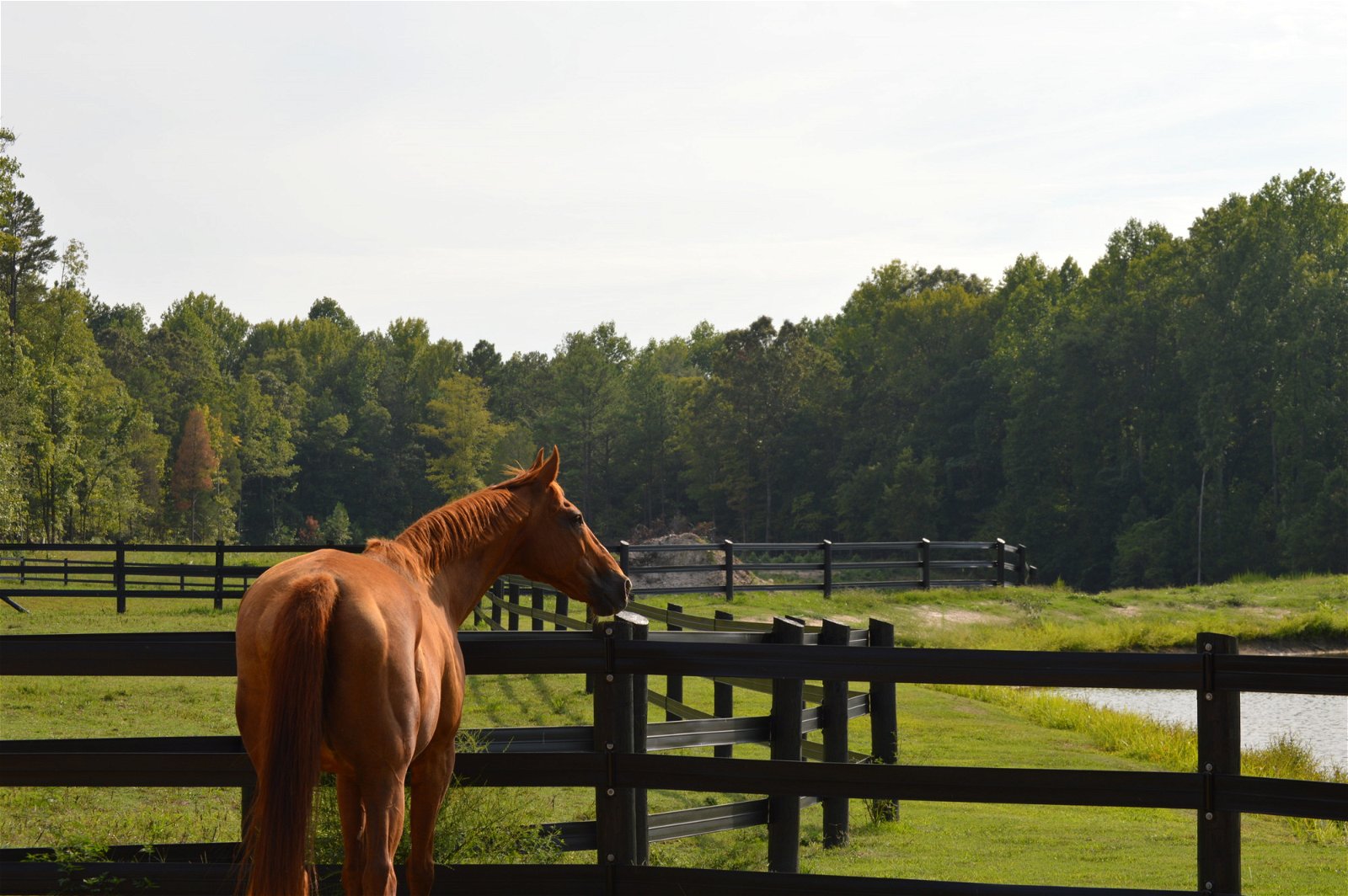 Horse standing at the edge of the pasture overlooking a pond