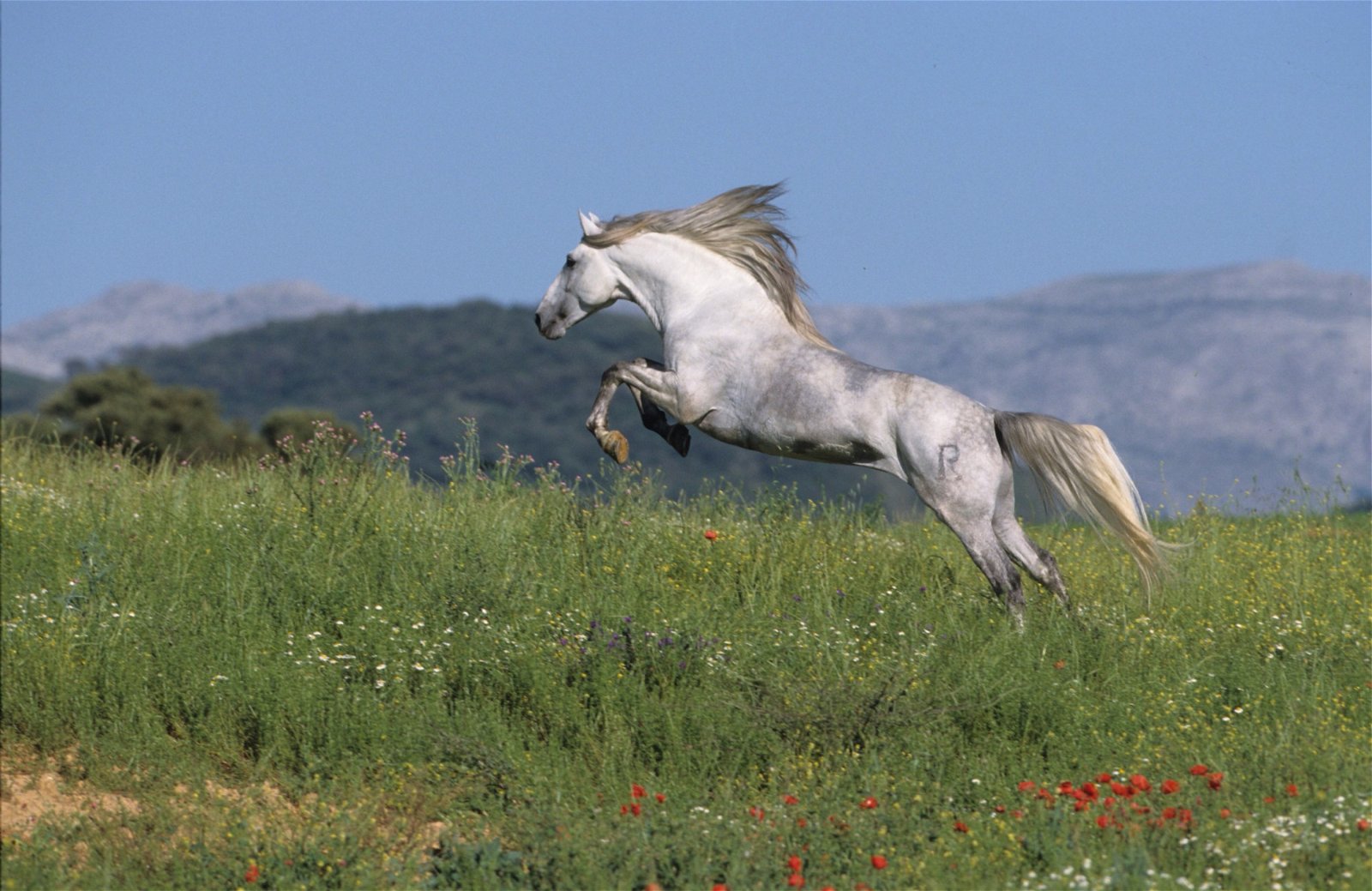 White horse jumping in a field