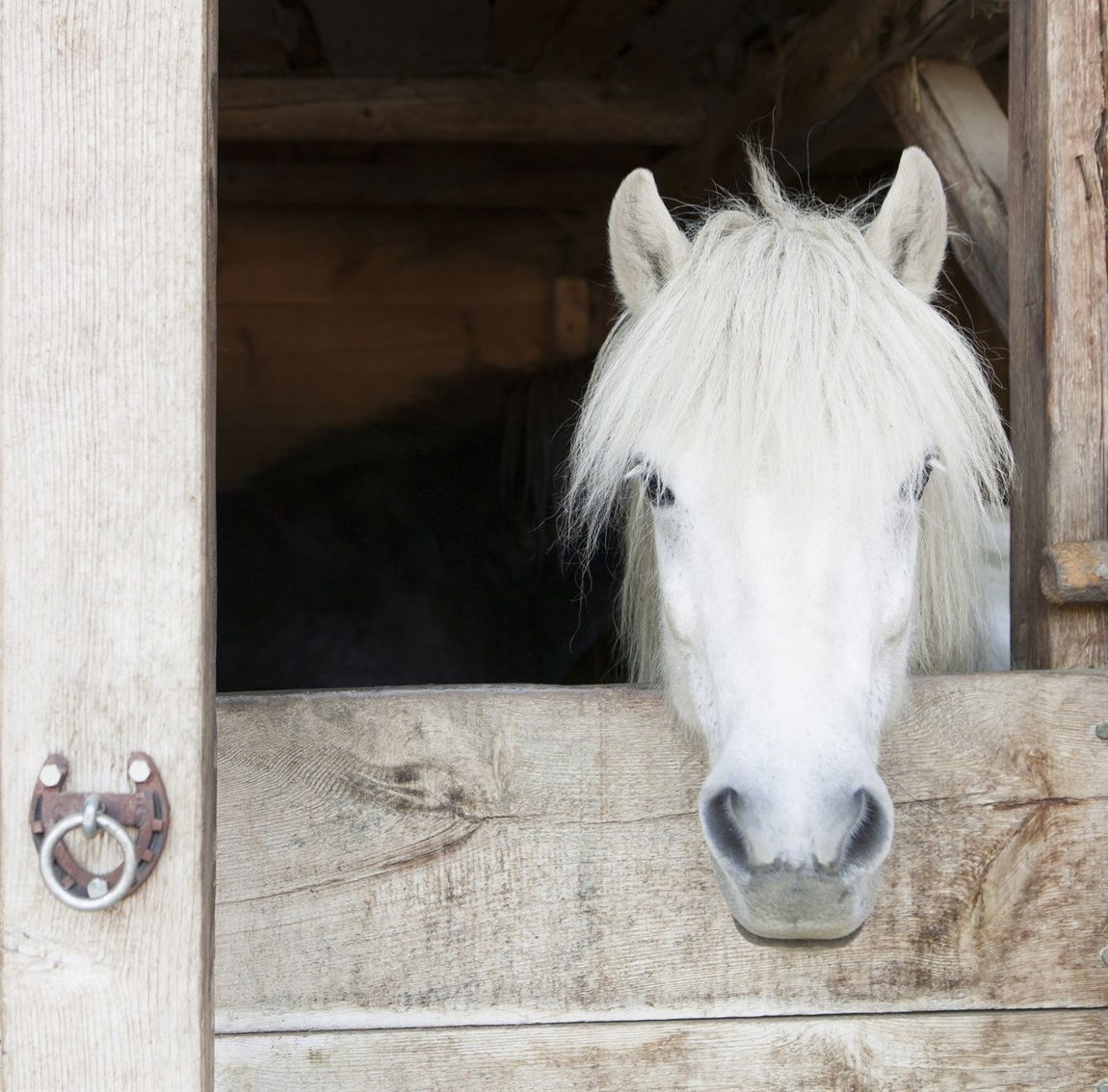 White horse looking over stall door