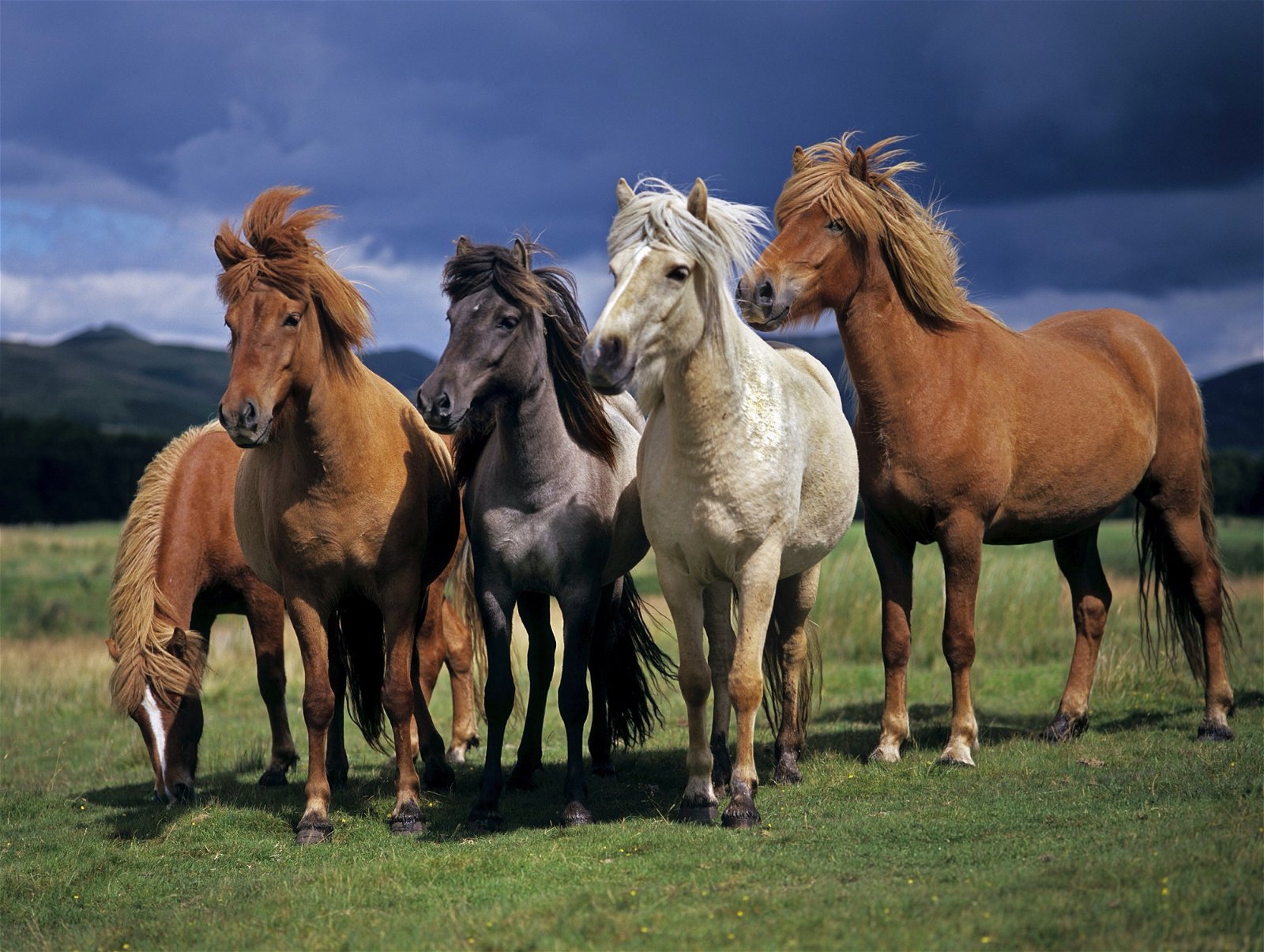 Ponies standing in the wind
