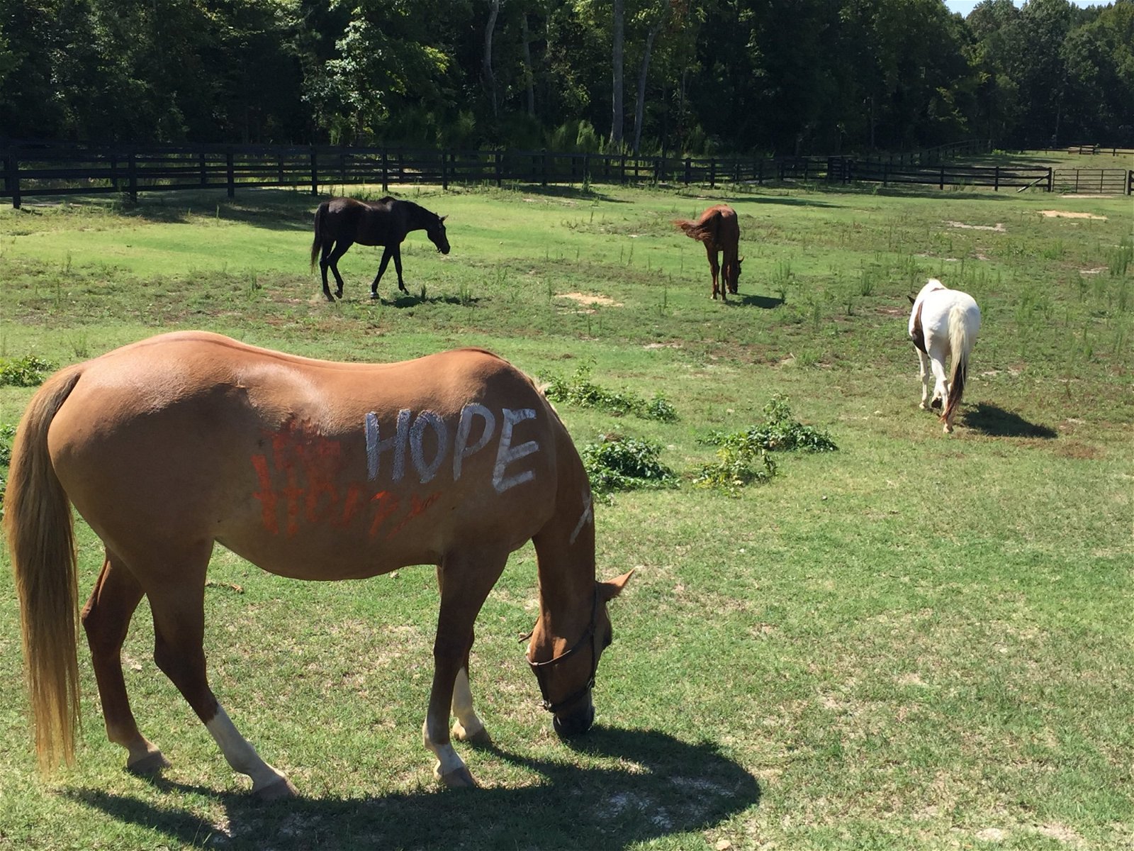 Horses in a pasture; nearest horse has the word "hope" painted on its side