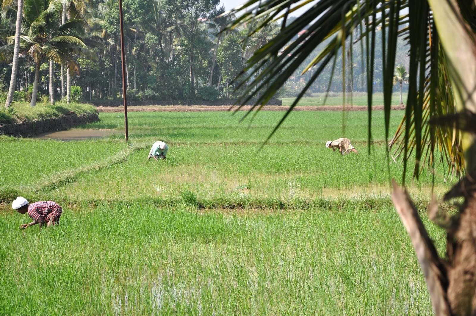Working in the fields of India