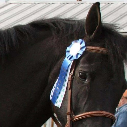 Horse Lexi with a blue ribbon
