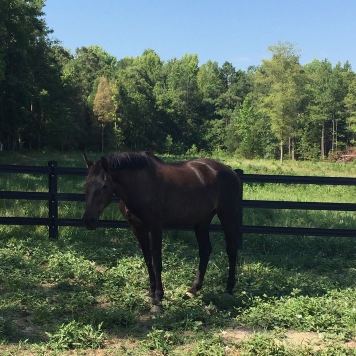 Horse Lexi in pasture