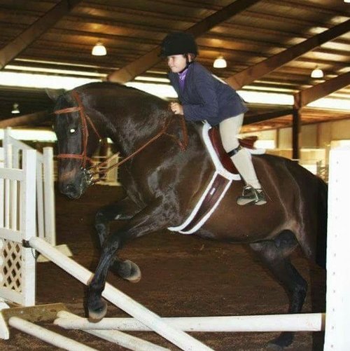 Horse Lexi jumping at a competition