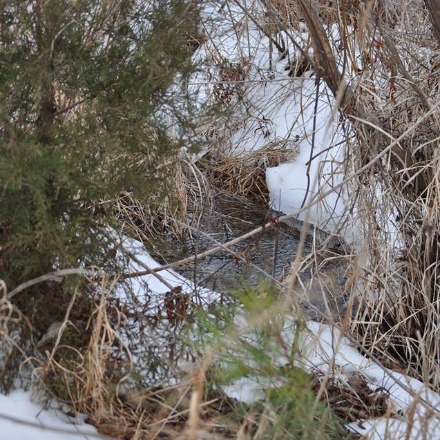 Small creek with snow and cedar trees on the bank