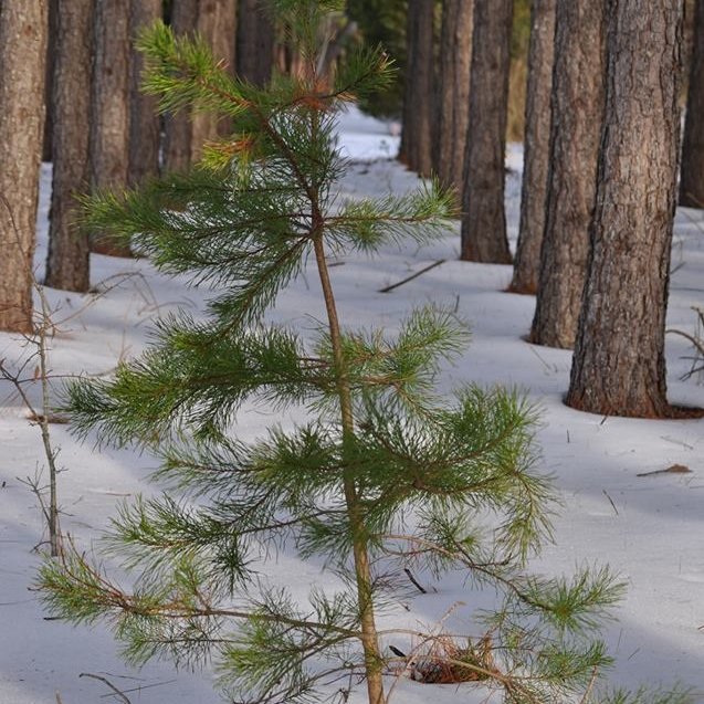 Baby pine tree in the snow