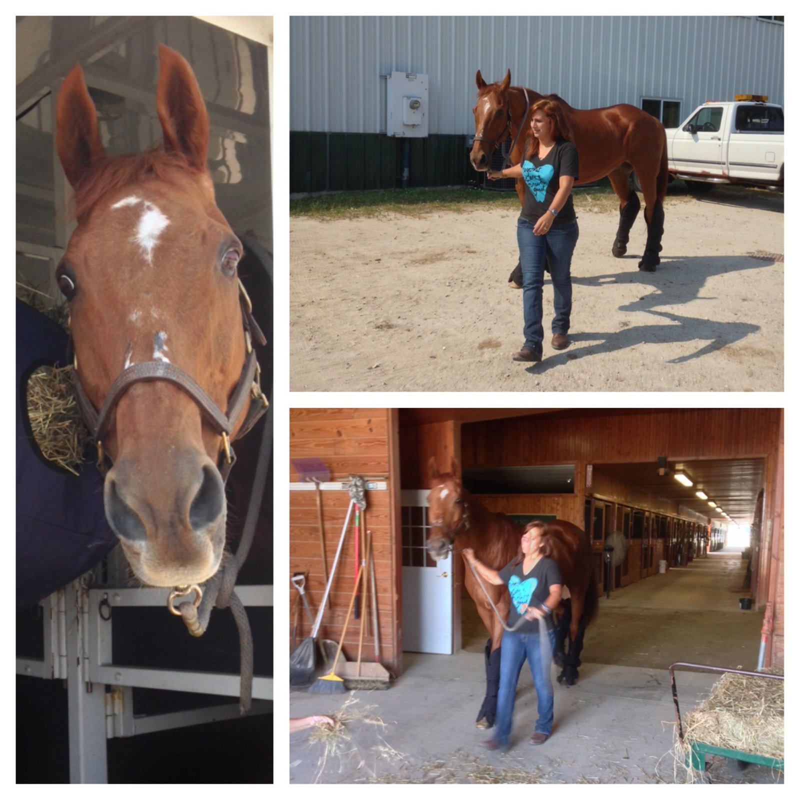 Collage of images with horse at a barn