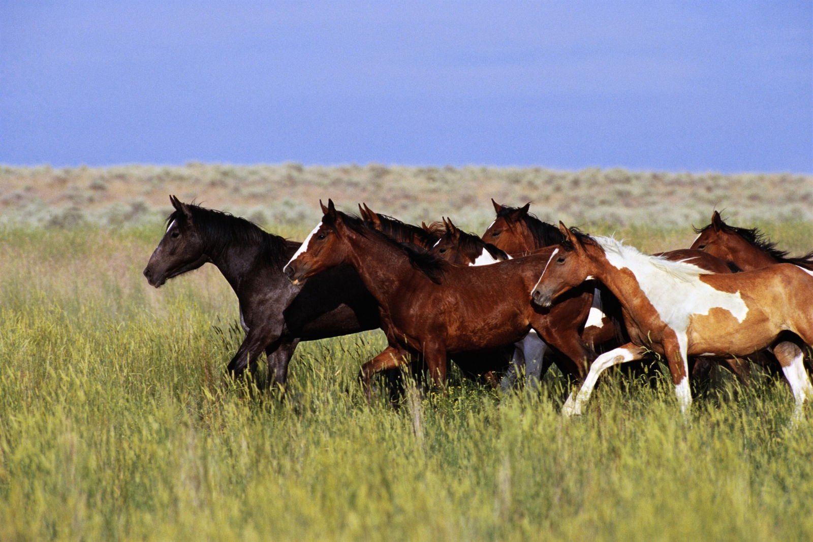 A group of horses, looking wild and free